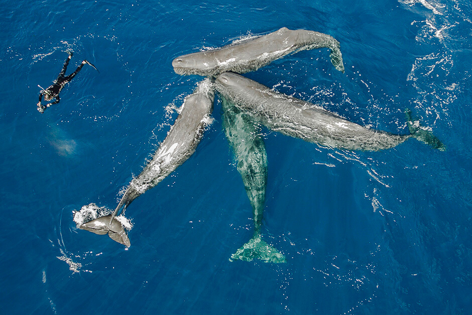 Плавание с китами на Азорских островах