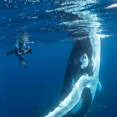 Хаапай: Плавание с китами (экотур)
