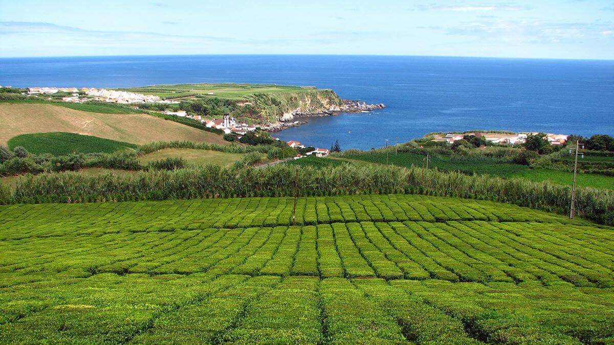 Чайная плантация Азорские острова