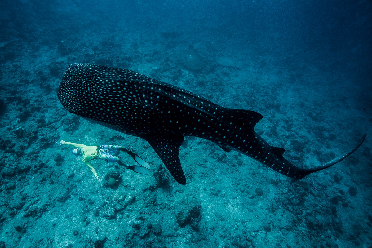 Китовая акула. Домашний риф острова Дигура, Мальдивы