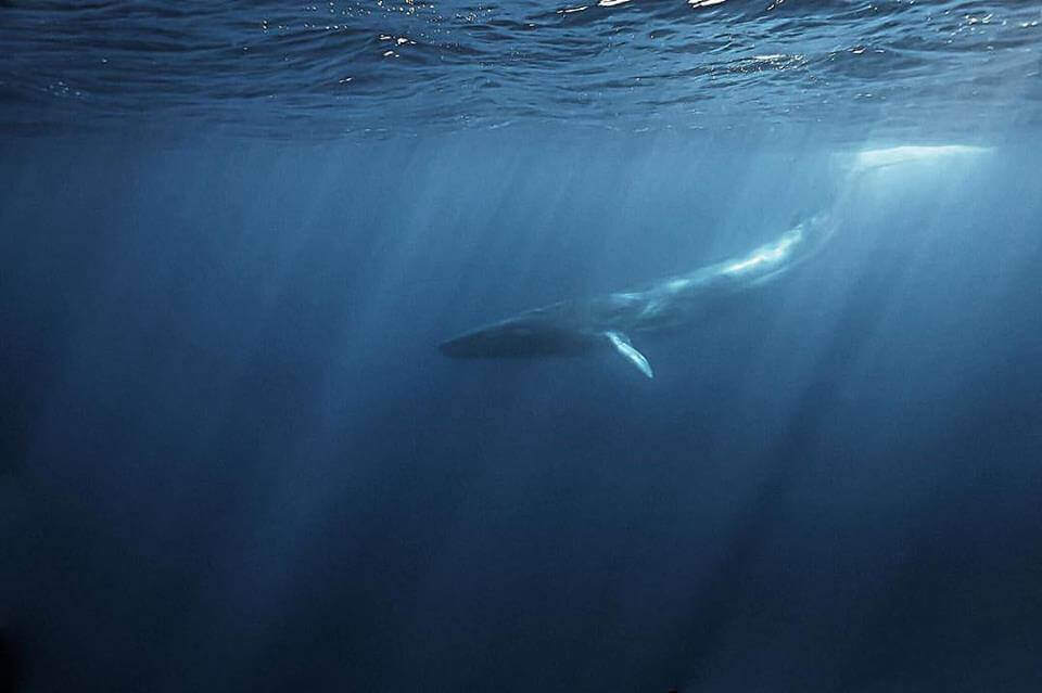 Мощность кита под водой. Кит в воде. Кит плывет. Киты в океане. Синий кит.