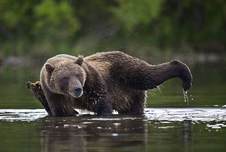 Безопасность в походе с медведями на Камчатке