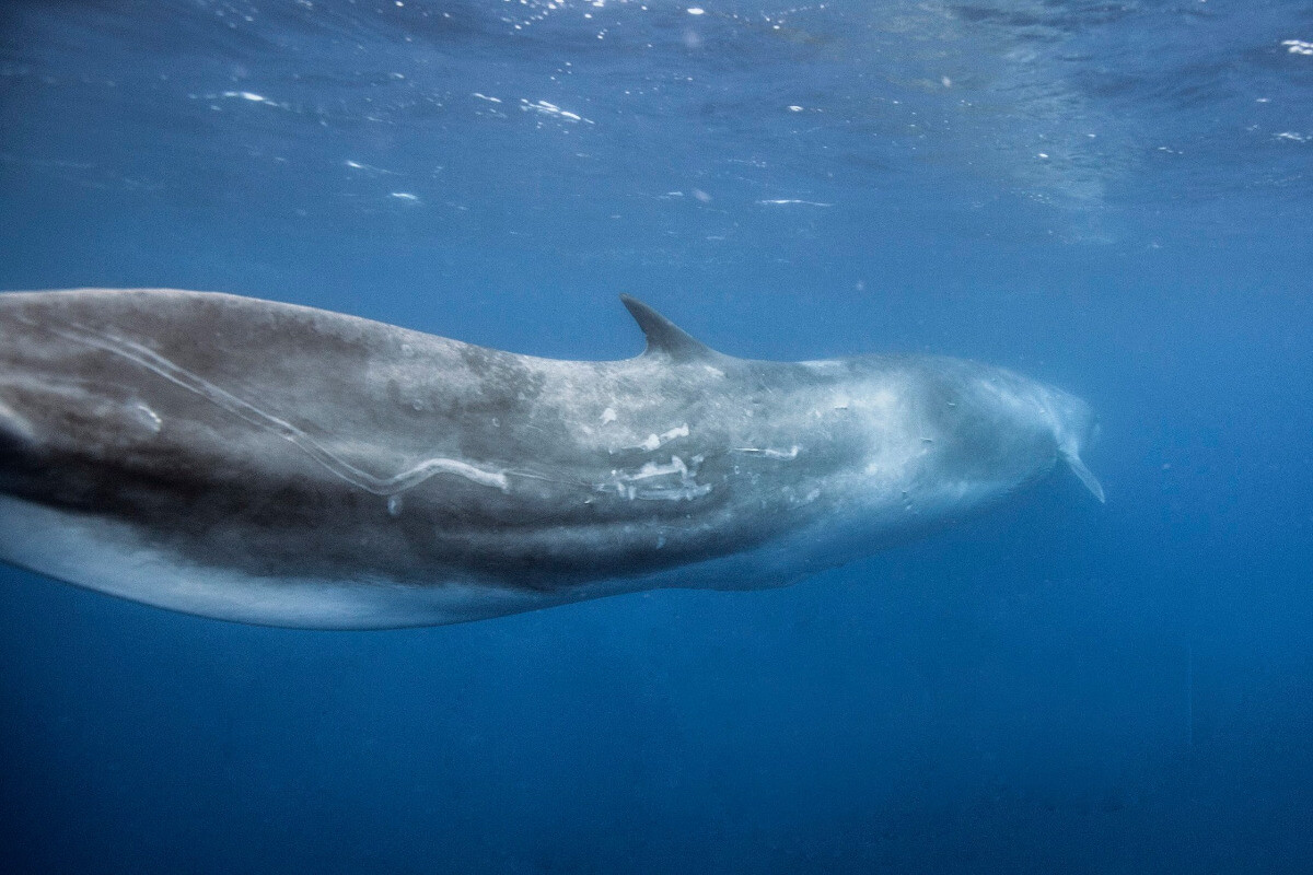 Усатые киты виды. Усатый синий кит. Беззубые киты. Беззубые киты представители. Усатые киты китообразные.