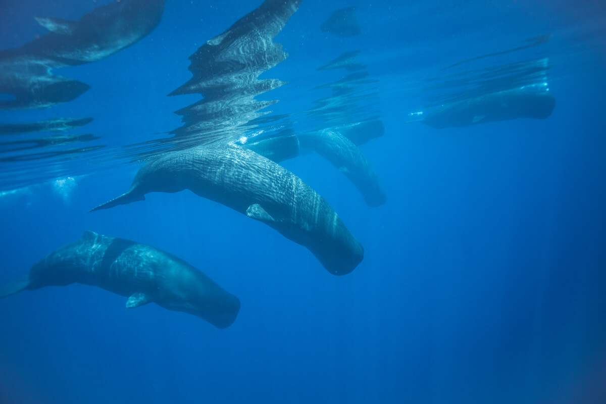 Шри ланка киты экскурсия