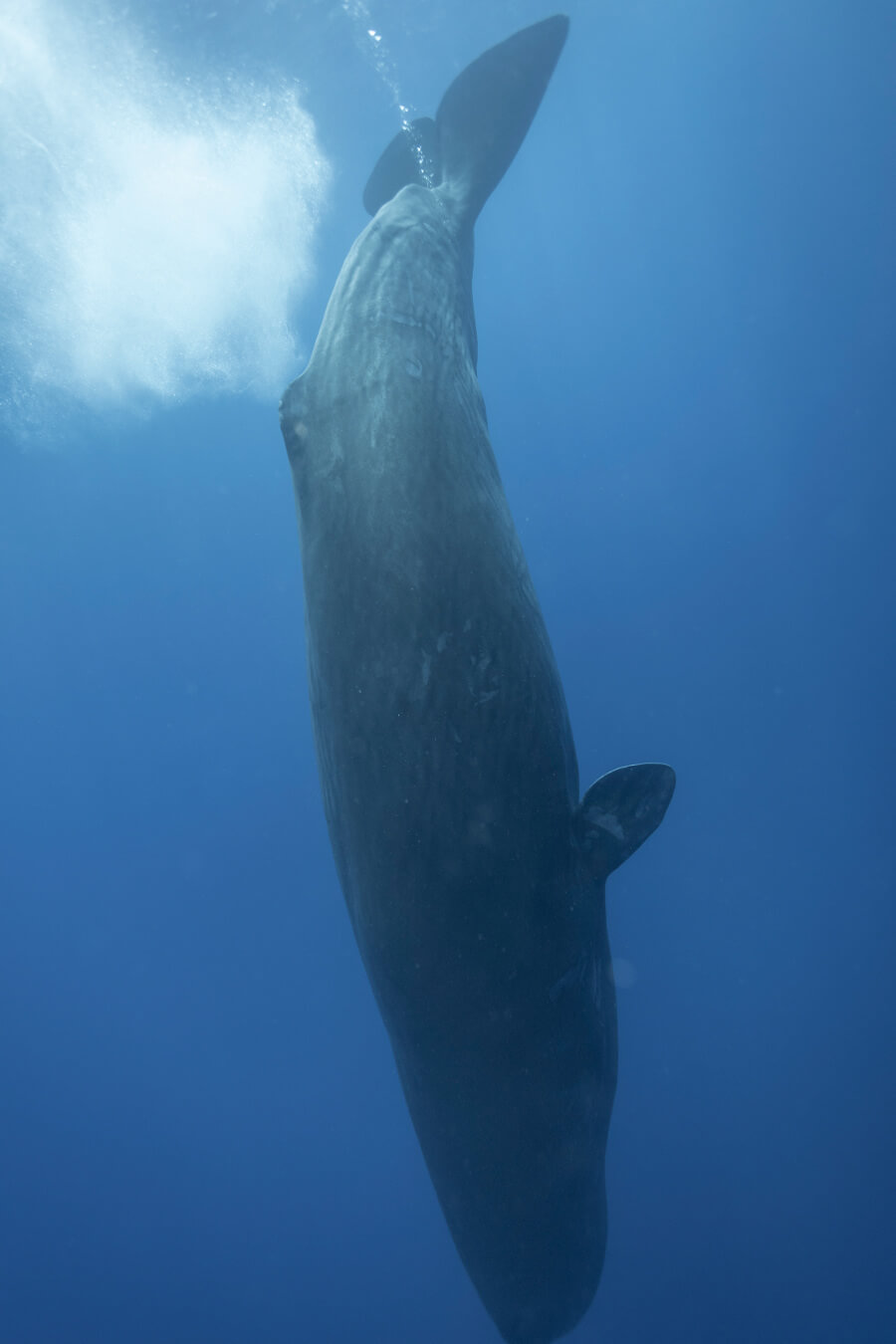 Шри ланка киты экскурсия