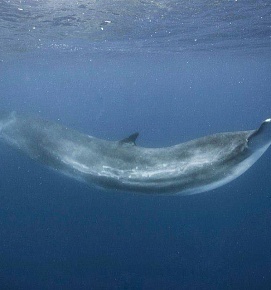  синий кит