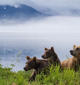 kamchatka-bears