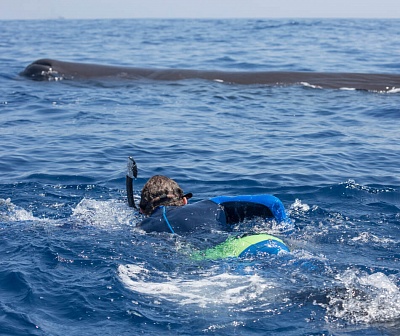 Плавание с китами на Шри-Ланке