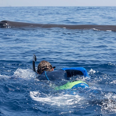 Плавание с китами на Шри-Ланке