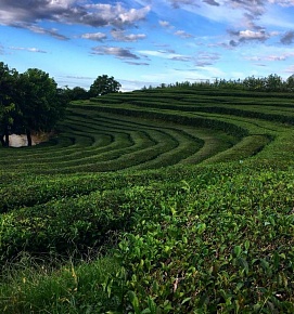  чайные плантации