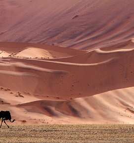 namib-desert