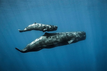 Вокруг света: "Whale Watching: как встретить кита в океане?"