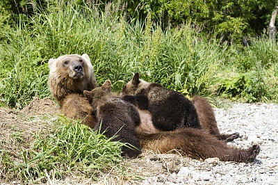 Фототур на бурых медведей 