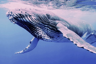 34travel.me: "Опыты: наблюдение за китами на Азорских островах"