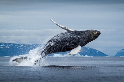 В гостях у гренландских китов