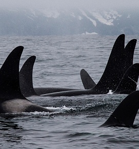 killer-whales