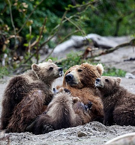kamchatka-bears