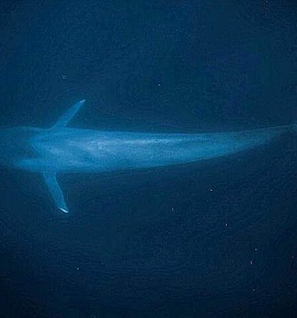  синий кит на глубине